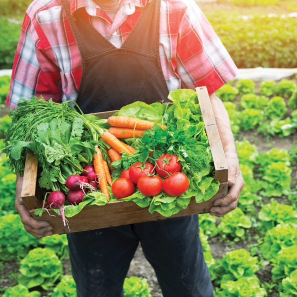 Organic Food